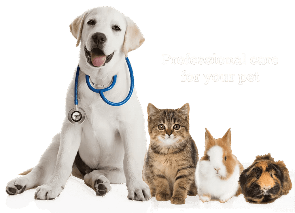 Animals & Pets
